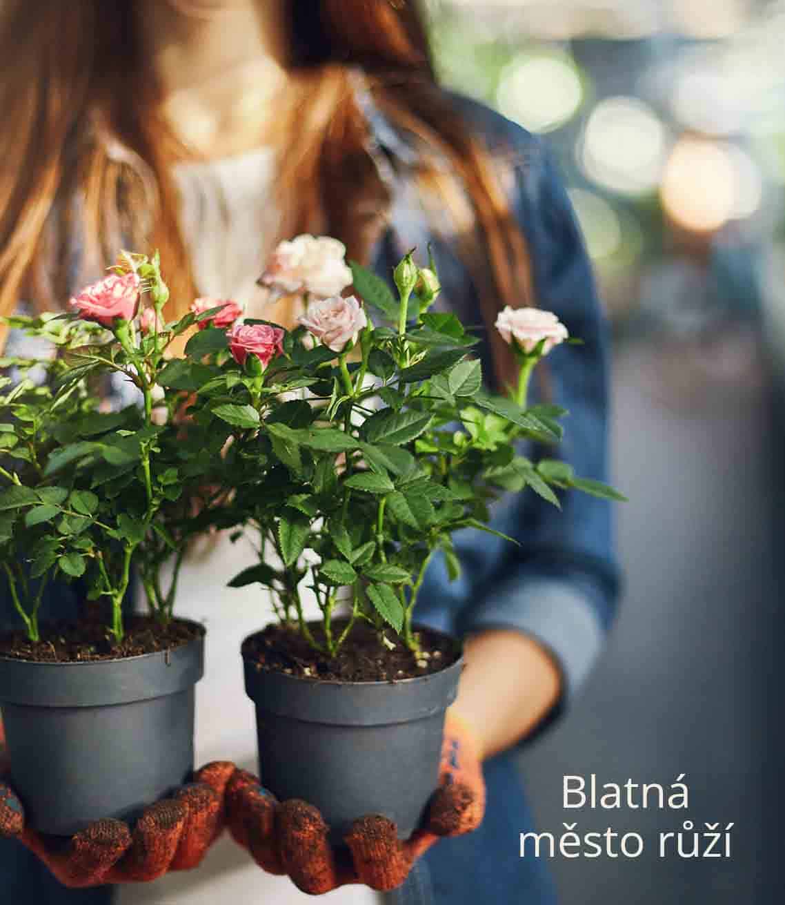 Blatná město růží